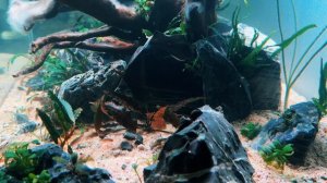 Хардскейп ЧАСТЬ 2 : Моменты адаптации рыбок