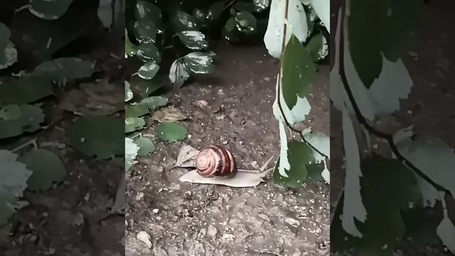 Равлики. Після дощу... смотреть онлайн