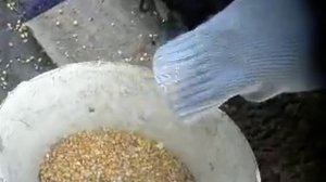 Лущилка кукурузных початков 2