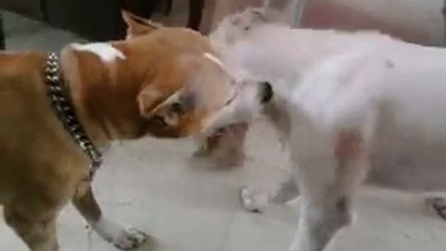 pitbull vs ambull смотреть онлайн