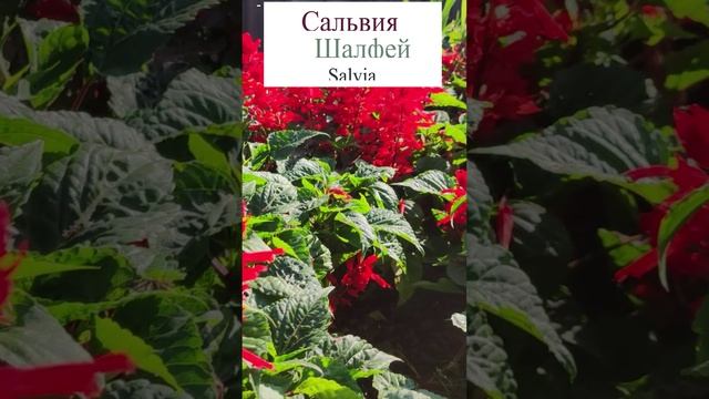 Шалфей (Salvia).?