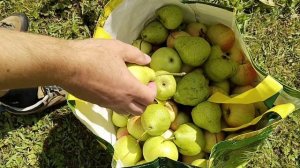 Начинается сбор урожая!🍎