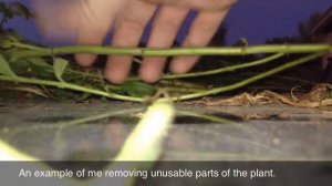 Stevia harvest and drying method.