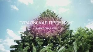 Каркасная ель "УРАЛЬСКАЯ ПРЕМИУМ" - хвоя из пленки ПВХ