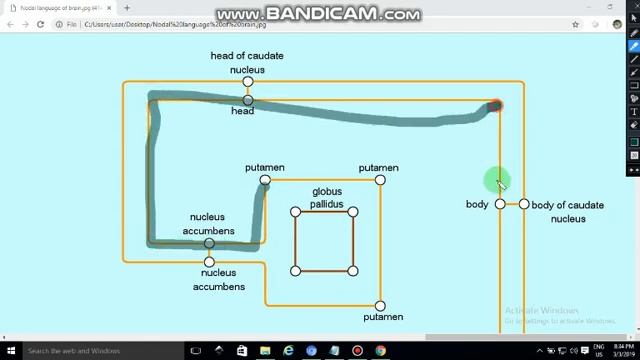NEUROANATOMY NODE LANGUAGE