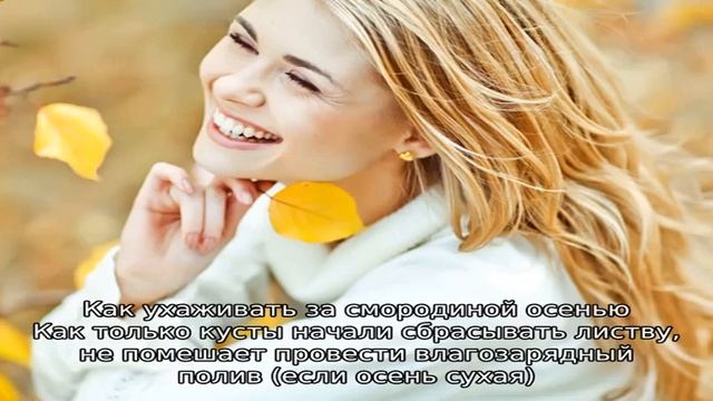 Готовим ягодники к зиме — смородина черная, обрезка и уход осенью смотреть онлайн