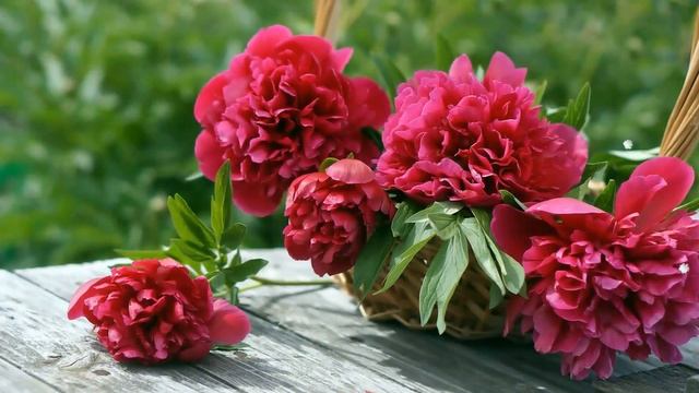 Роскошные пионы смотреть онлайн