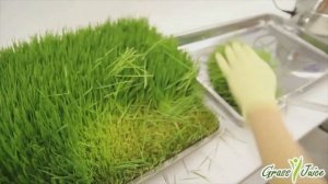 Производство витграсс ТМ GrassJuice