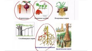 Видоизменение корней. ЕГЭ БИОЛОГИЯ