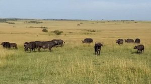 САФАРИ В КЕНИИ. МААСАЙ МАРА ПАРК. АФРИКАНСКАЯ ПЯТЁРКА.