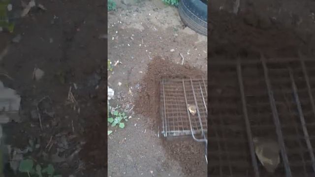 чистка барбекю смотреть онлайн