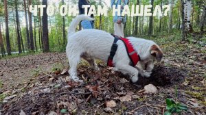 Лев-тигриный) джек-рассел терьер