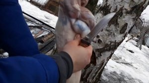 Как снять шкуру с кролика. Слабонервным не смотреть