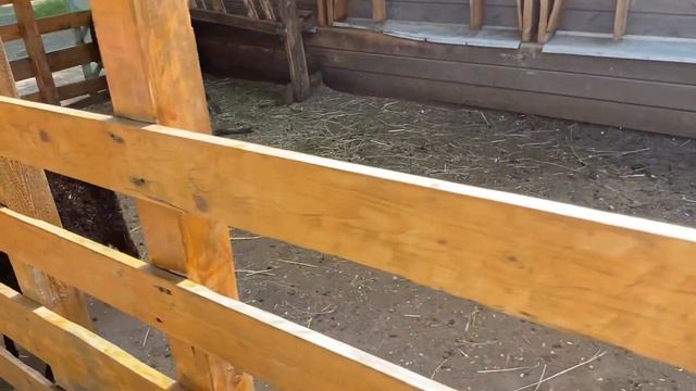 Городская ферма на ВДНХ, катаемся на самокатах, в гостях у подружки, Гаврюша. смотреть онлайн