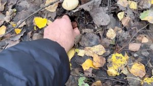 Вести из леса. Белые грибы и подосиновики. Осенние грибы
