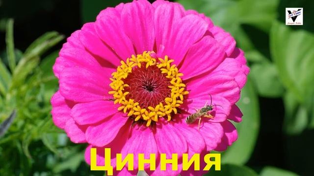 Садовые цветы не требующие полива