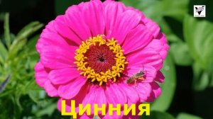 Садовые цветы не требующие полива