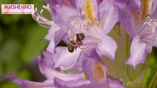 Начальник дома престарелых каждую ночь закрывался со старушкой у себя в кабинете. Аудио рассказ. смотреть онлайн