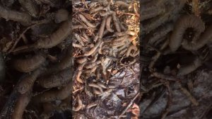 Совка озимая! Караул! ?Их сотни