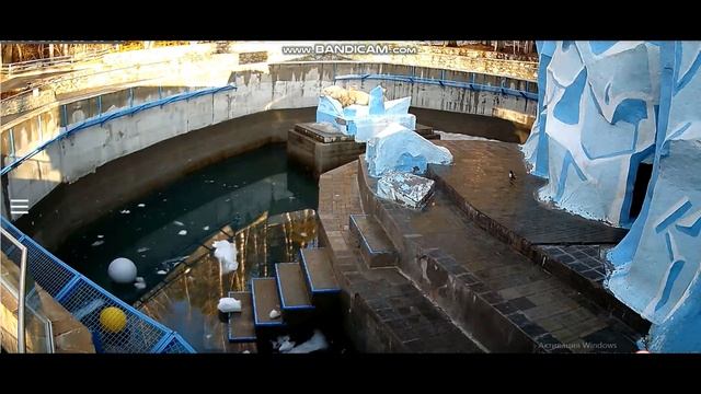 Вечерний сон мишек на островке 15.04.2020 смотреть онлайн