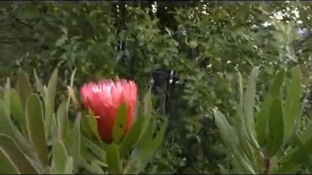 Proteas - my favourite flowers смотреть онлайн