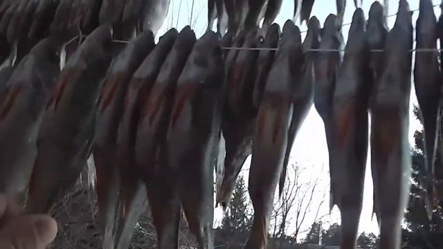 Не большая гирлянда из подвяленной рыбки! И планы на щуку! смотреть онлайн