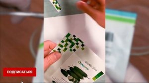 Семена огурцов партенокарпические для открытого грунта и теплицы. Лучшие сорта. Кассиус F1