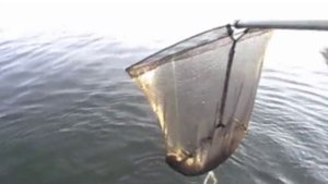 Мандула с отводным поводком