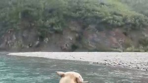 Магаданская обл. р Буюнда август 2020 г