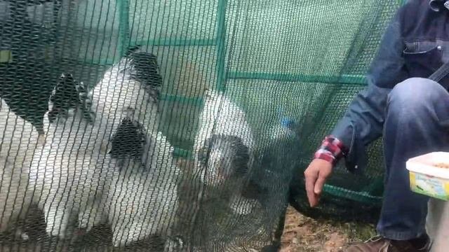 ПОРОДИСТЫЕ КУРЫ - УКРАШЕНИЕ ПОДВОРЬЯ!
