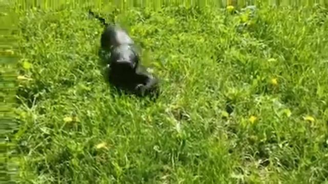 Щенок Кавалер Кинг Чарльз Спаниель играет с таксой