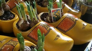 Narcissus in decorative pots