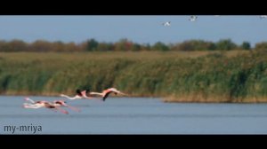 Фламинго в Крыму.