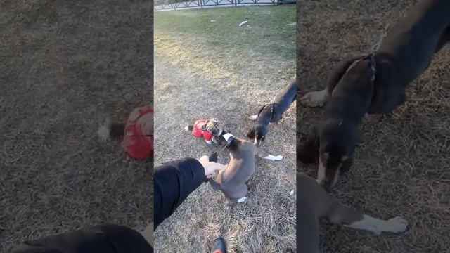 Амстафф 1 год | Облепили | Стаффорд | Amstaff one year | Staffy смотреть онлайн