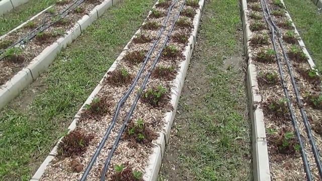 Обрезка клубники после сбора урожая