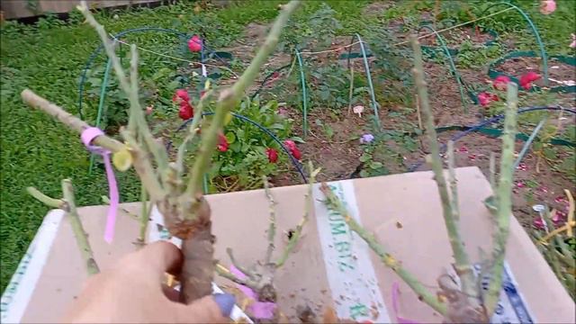 Саженцы роз из питомника Полины Козловой. 31 августа 2021 года смотреть онлайн