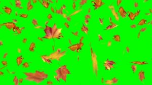 Футаж на зеленом фоне - Падающие листья клёна 2