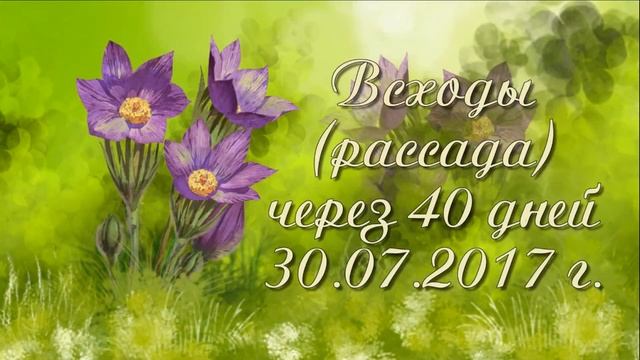 Сон трава или прострел. От семя до цветения. Мой опыт.