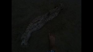 Реально существующие подводные монстры снятые на камеру(!ЭКСКЛЮЗИВ)18+