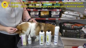Домашний груминг корги