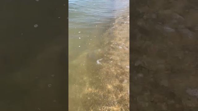 Агентство Недвижимости Дом Кубани г Краснодар , 89183563354 , Купить Дом в Краснодаре