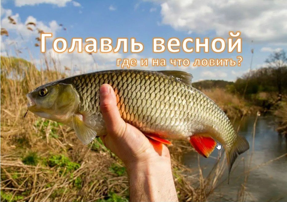 Голавль весной: где и на что ловить?