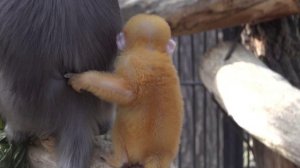 Очковый лангур. 1.05.2022