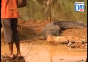 Спасение гигантского крокодила
