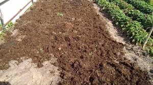 ГОТОВИМ  ГРЯДКИ ДЛЯ ПОСАДКИ КЛУБНИКИ !!!