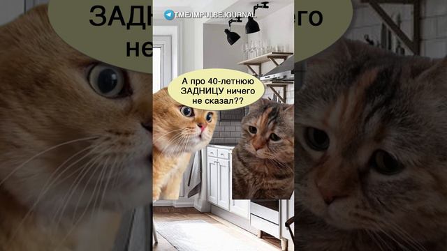 Была у врача #мыкотики  #разговор #анекдот #шутки #котики #юмор #смешное #прикольно #мемы #cat