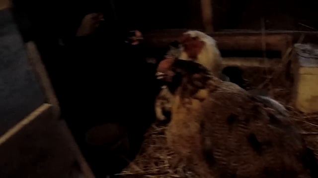 Ястреб напал на куриц и другие новости хозяйства. смотреть онлайн