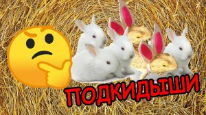 Раскидыши и подкидыши после окрола