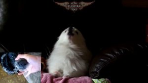 MÚSICA DE BATALHA DO NARUTO em CACHORRÊS