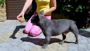 Окрас голубой и мерле. Французские бульдоги. Color blue and merle. French Bulldogs.